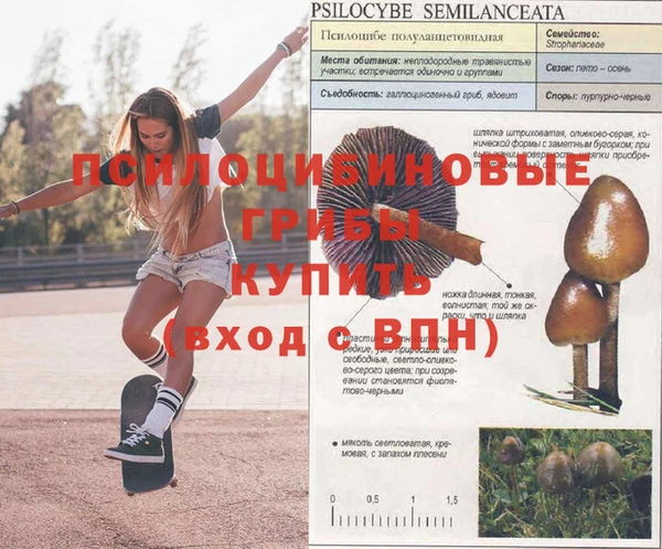 ГАЛЛЮЦИНОГЕННЫЕ ГРИБЫ Ельня